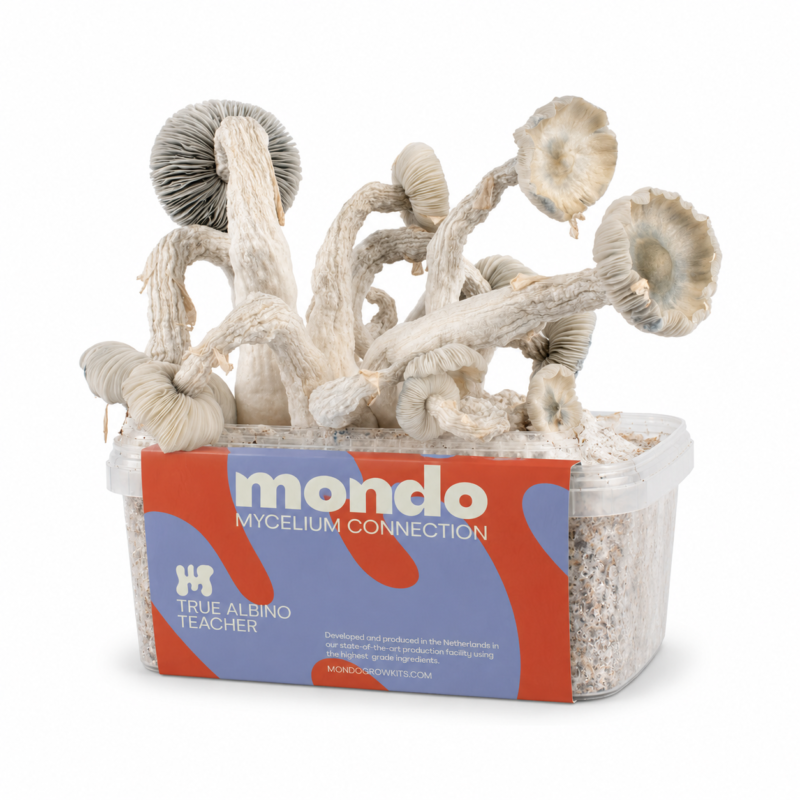 True Albino Teacher (Tat) – Variété de Psilocybe cubensis Kit de culture de champignons magiques « True Albino » pour enseignants