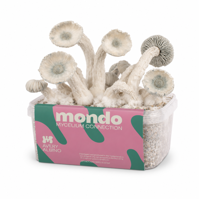 Varietà Avery's Albino (Psilocybe cubensis) Kit di coltivazione per funghi allucinogeni albini Avery