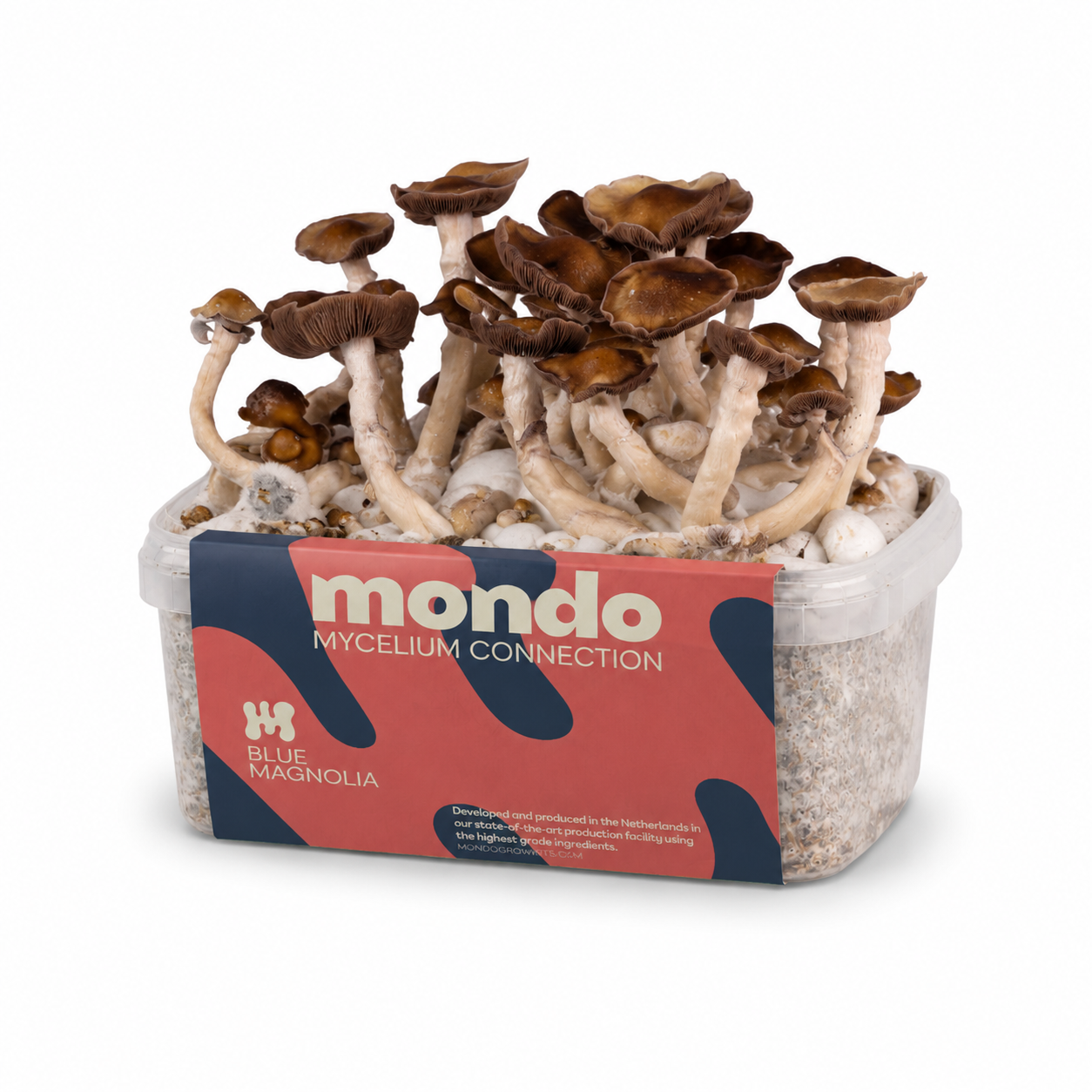 Blue Magnolia - Magische Paddenstoelen Kweekset Kweekset voor blauwe magnolia-paddo’s