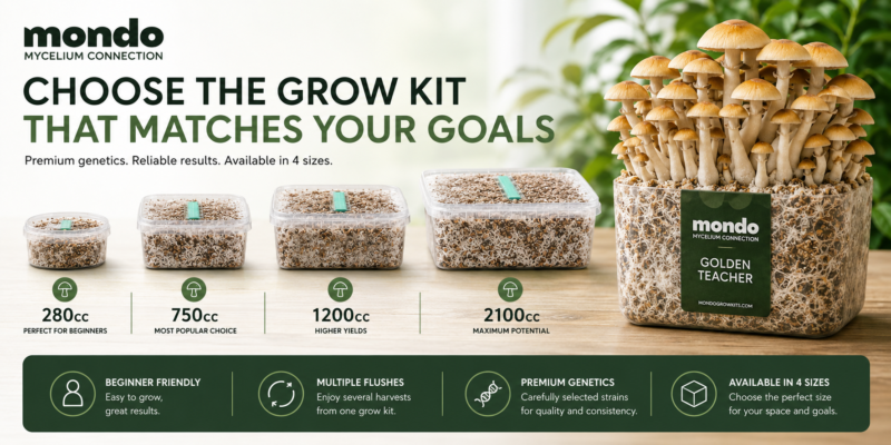 How To Choose The Right Magic Mushroom Grow Kit | Mondo Growkits How to choose the right magic mushroom grow kit | mondo growkits