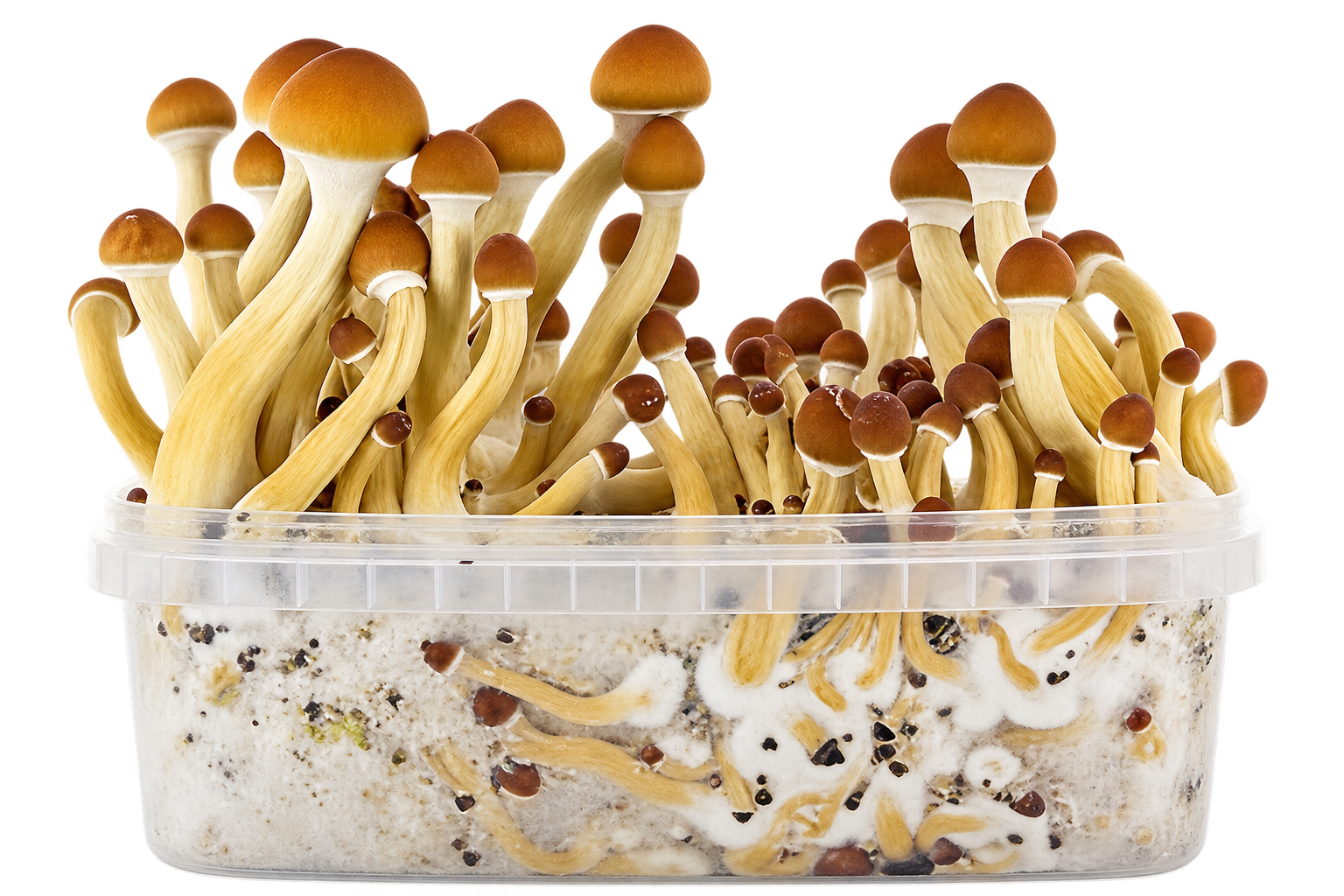 Grow kit manual