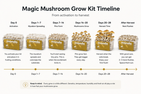 ¿Cuánto tiempo se tarda en cultivar setas alucinógenas? Calendario de cultivo de setas alucinógenas