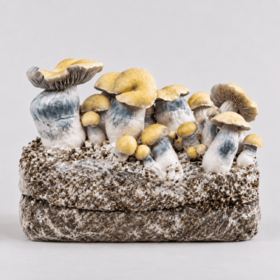 Cómo utilizar una bolsa de cultivo lista para usar de setas alucinógenas: guía completa Bluey Vuitton – Bolsa para el cultivo de setas alucinógenas, tamaño XL