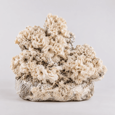 Cómo utilizar una bolsa de cultivo lista para usar de setas alucinógenas: guía completa Enigma – Bolsa para el cultivo de setas alucinógenas, tamaño XL