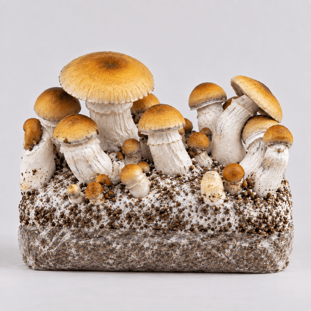 Hillbilly Pumpkin – Bolsa para cultivar setas mágicas, lista para usar, tamaño XL Calabaza «Hillbilly» – Bolsa de setas alucinógenas lista para cultivar, tamaño XL