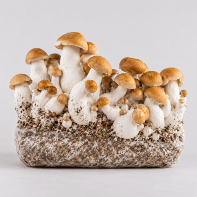 Cómo utilizar una bolsa de cultivo lista para usar de setas alucinógenas: guía completa Makilla gorilla – Bolsa de setas mágicas lista para cultivar, tamaño XL