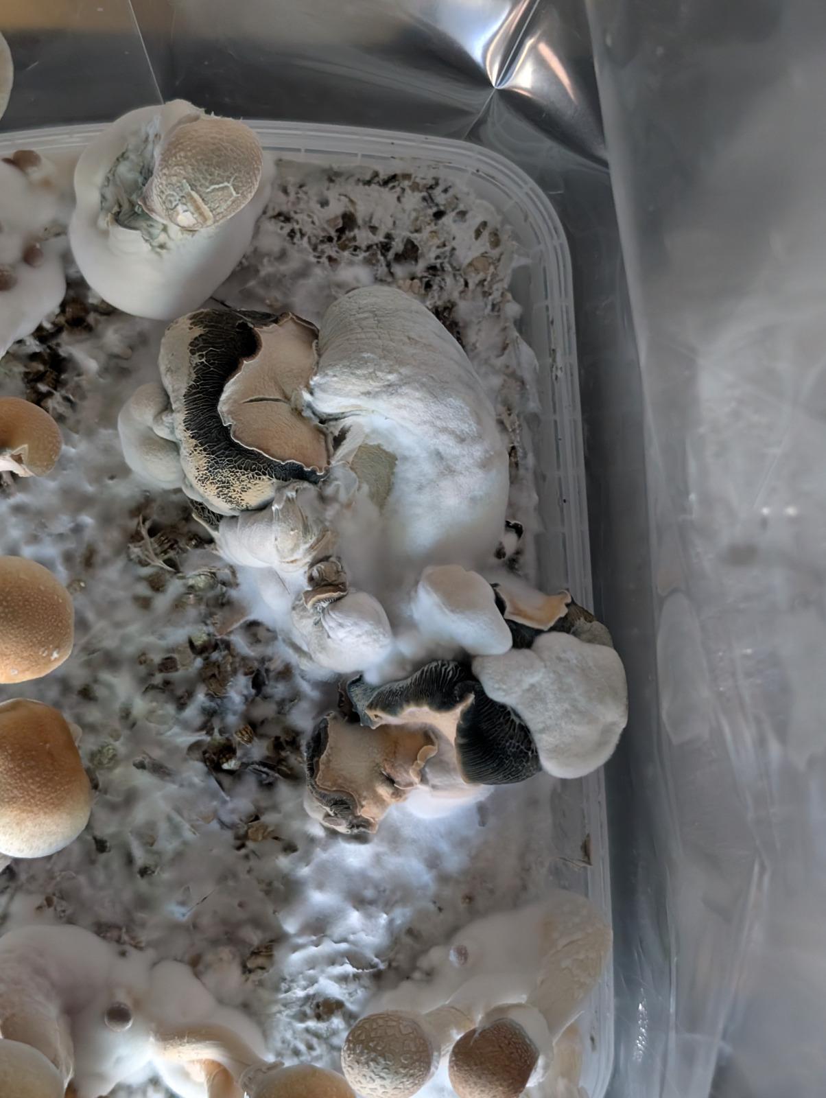 Votre kit de culture porte déjà des fruits avant même l'ouverture ? Que faire ? Champignons déformés suite à une croissance prématurée à l'intérieur d'un kit de culture fermé