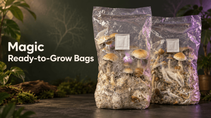 Cómo utilizar una bolsa de cultivo lista para usar de setas alucinógenas: guía completa Cartel de bolsas de setas mágicas listas para cultivar